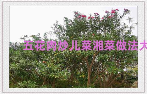 五花肉炒儿菜湘菜做法大全