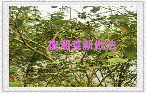 搜湘菜新做法