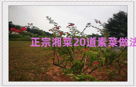 正宗湘菜20道素菜做法